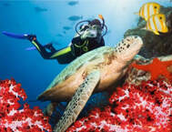 Photo of a Scuba Diver and a sea turtle in Komodo National Park Indonesia